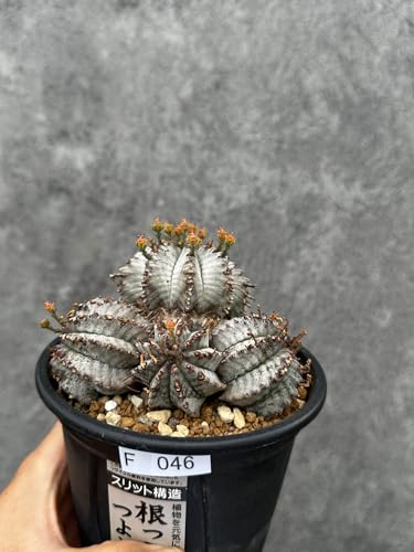 観葉植物 塊根植物 コーデックス」の人気商品一覧 | 安い商品を通販